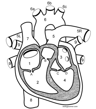 310x350 Learn The Anatomy Of The Heart - Heart Key Drawing