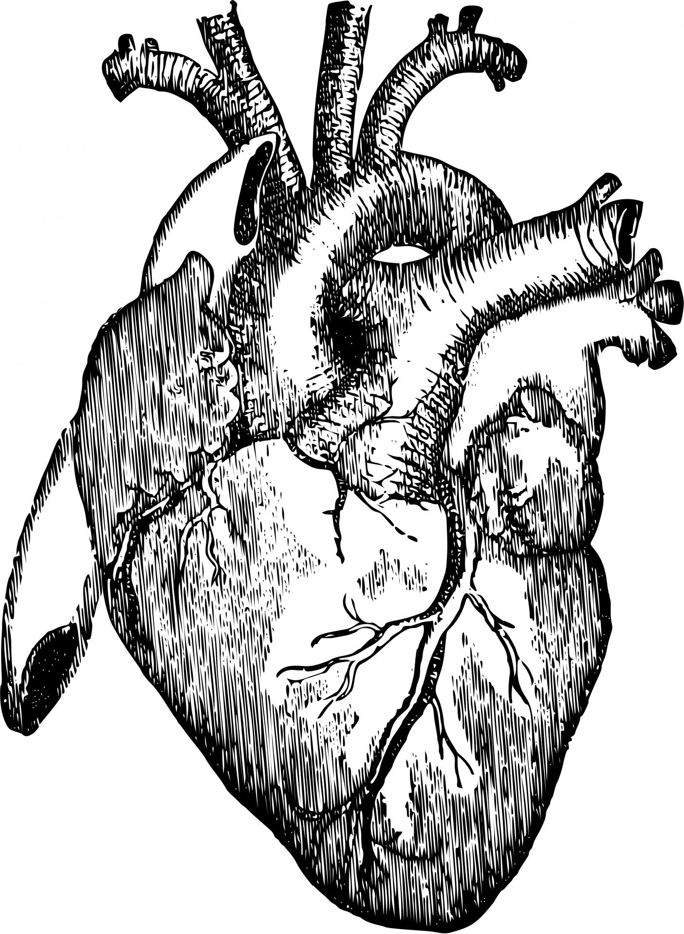 1405x1920 organs clipart realistic heart clipart - Heart Line Drawing Clip Art