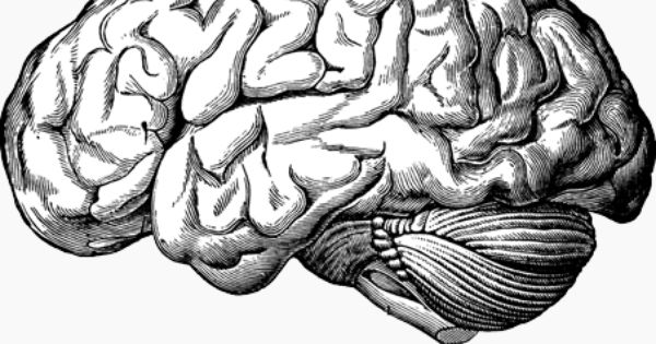 600x315 Pen Line Human Anatomy Clipart - Heart Line Drawing Clip Art