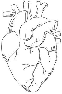 236x359 Real Heart Drawing Free Download Clip Art - Heart Line Drawing Clip Art