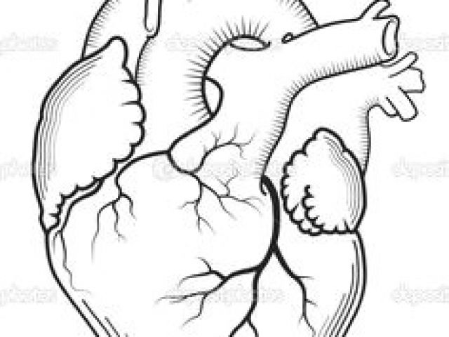 640x480 drawing of a heart organ best anatomical heart images - Heart Organ Drawing