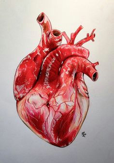 236x336 drawing of a heart organ anatomically correct human heart - Heart Organ Drawing
