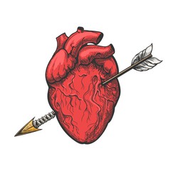 240x240 human heart sketch anatomical heart organ etching drawing - Heart Organ Drawing