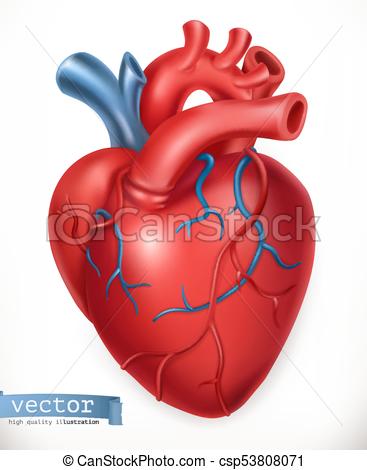 Heart Organ Drawing at PaintingValley.com | Explore collection of Heart ...