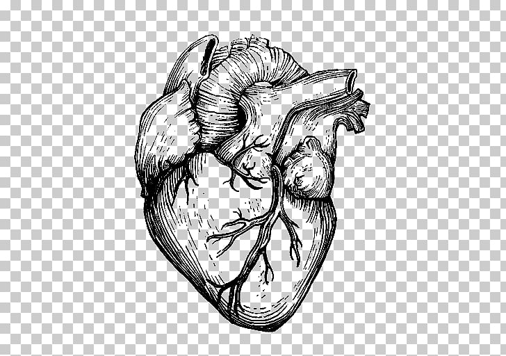 728x512 drawing heart organ, sketch png clipart free cliparts - Heart Organ Drawing