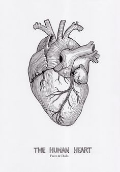 236x337 Vintage Anatomical Heart Drawing - Heart Organ Drawing