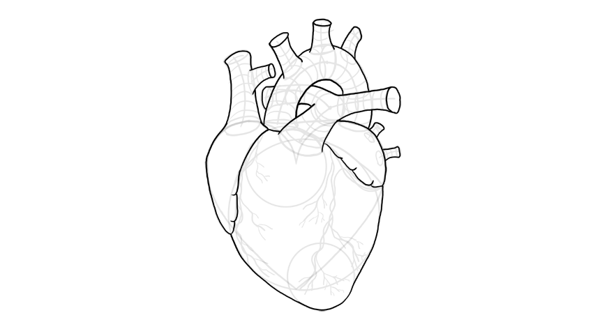 850x472 organ drawing biological heart for free download - Heart Organ Drawing