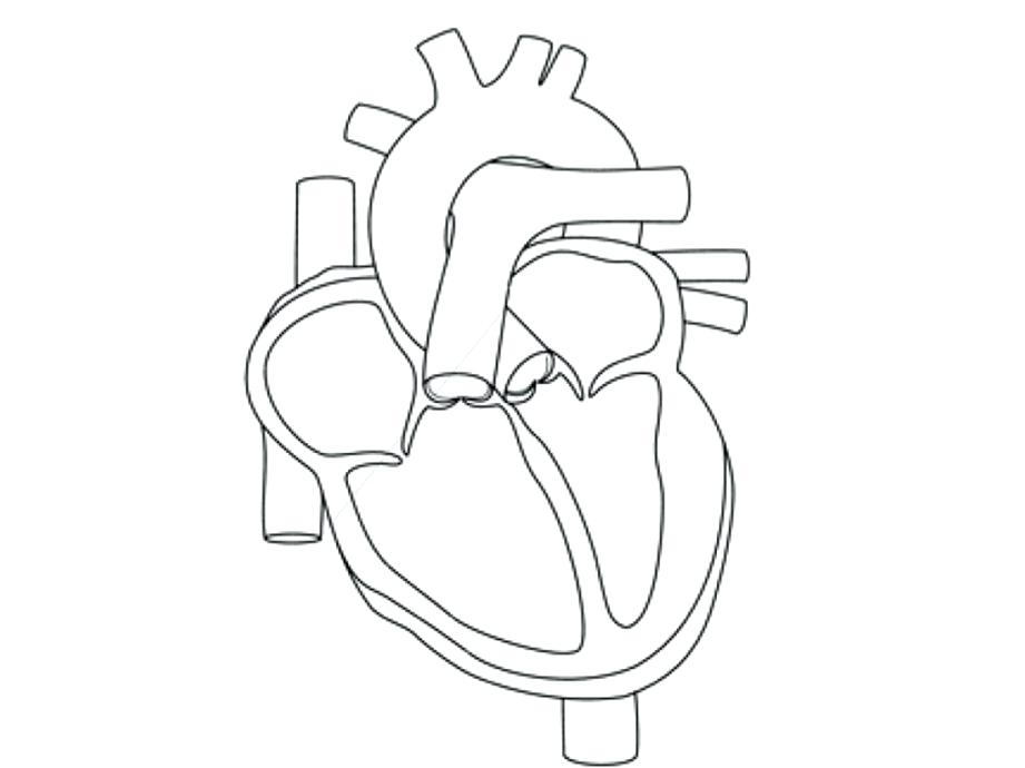 921x690 Huge Collection Of 'human Heart Drawing Outline' Download More - Heart Outline Drawing