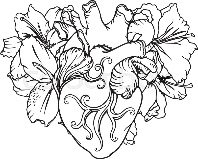 800x643 Stylized Anatomical Human Heart Stock Vector Colourbox - Heart Outline Drawing