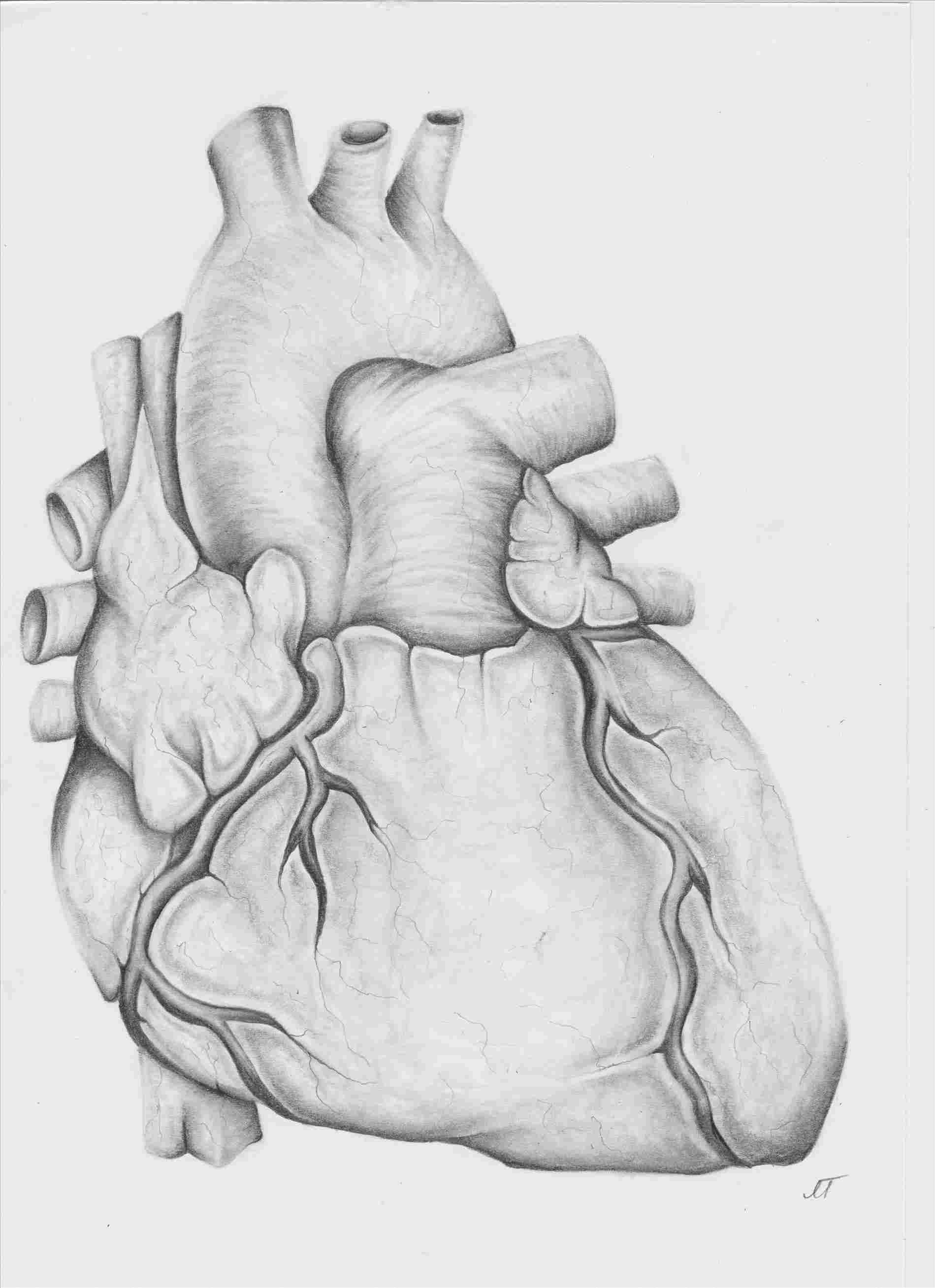 1899x2617 Heart Pencil Drawing Images - Heart Pencil Drawing