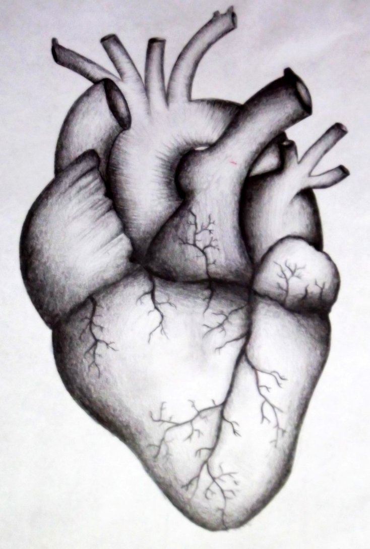 734x1088 Photos Pencil Sketch Of Human Heart - Heart Pencil Drawing