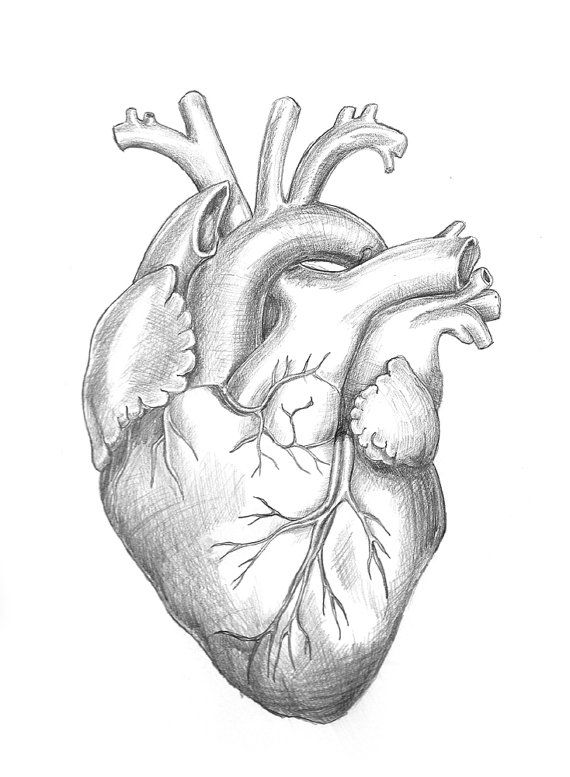 570x777 anatomy heart original unframed pencil drawing rocky's tribute - Heart Pencil Drawing