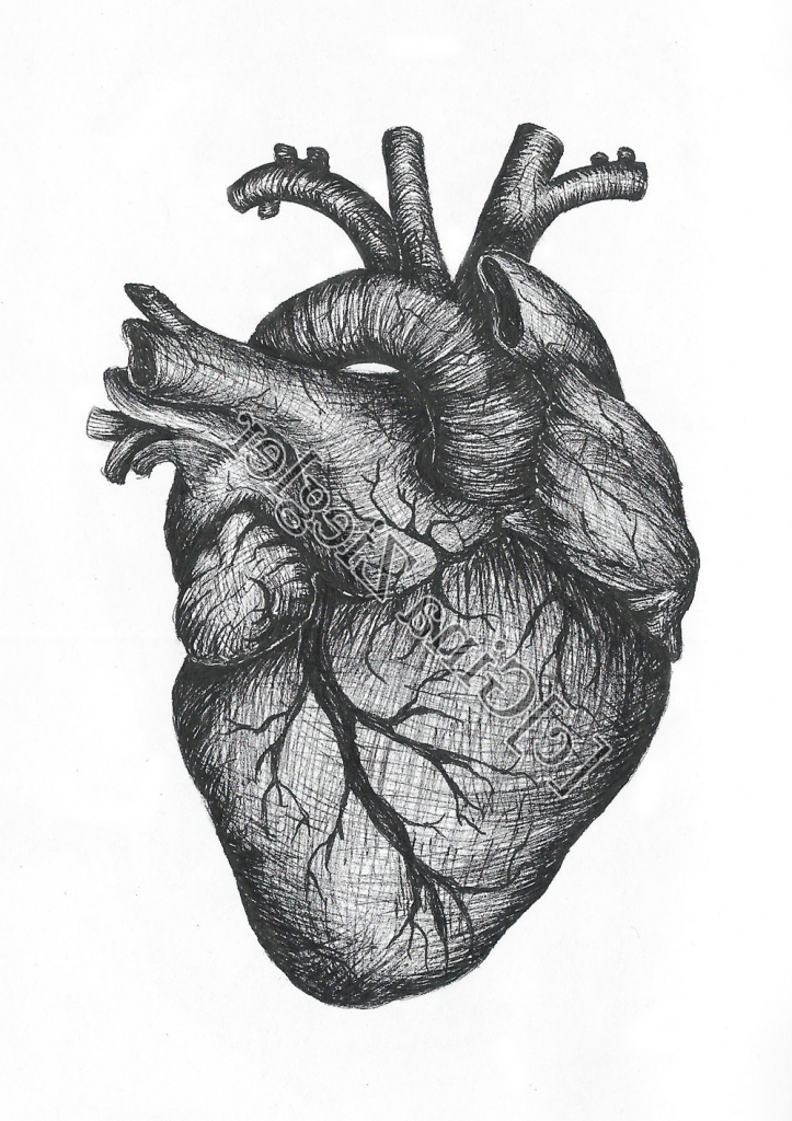 Drawing Of Heart With Labels at Explore collection