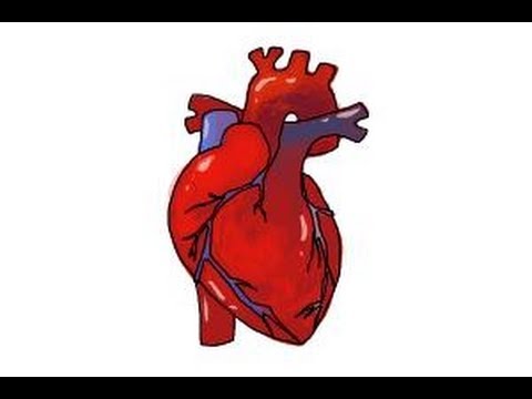 480x360 How To Draw A Human Heart - Heart Real Drawing