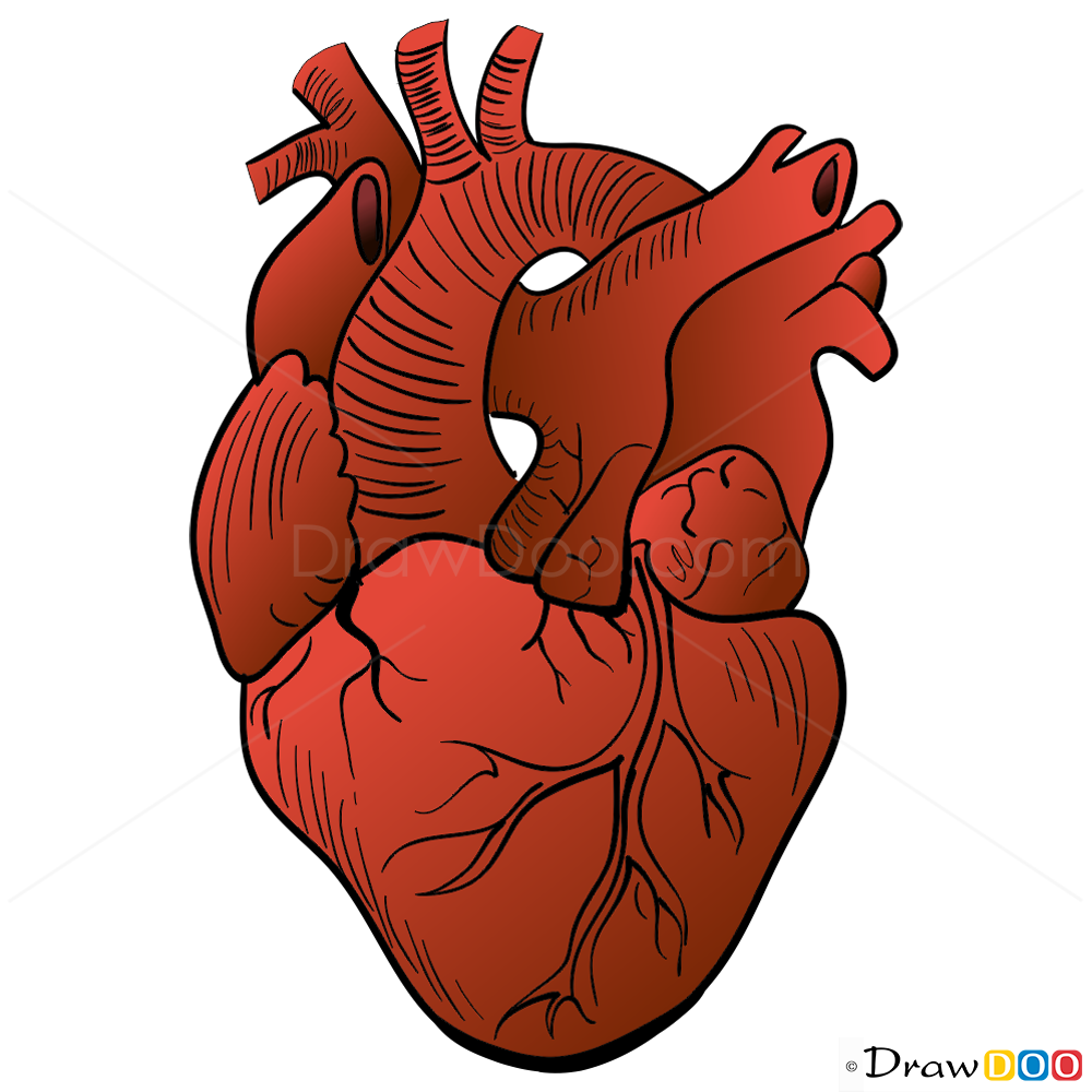 1000x1000 Human Heart Drawing, Step - Heart Real Drawing