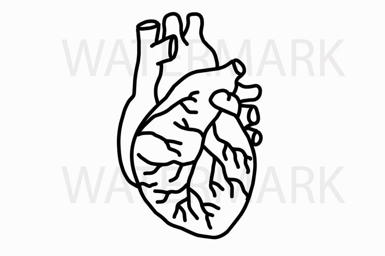 794x529 Human Heart Line Drawing Jpgpngsvg Real Hand Drawing Etsy - Heart Real Drawing