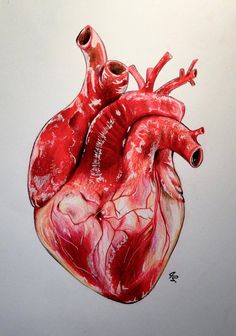 236x336 Real Heart Drawings Art, Drawings, Anatomical Heart - Heart Real Drawing