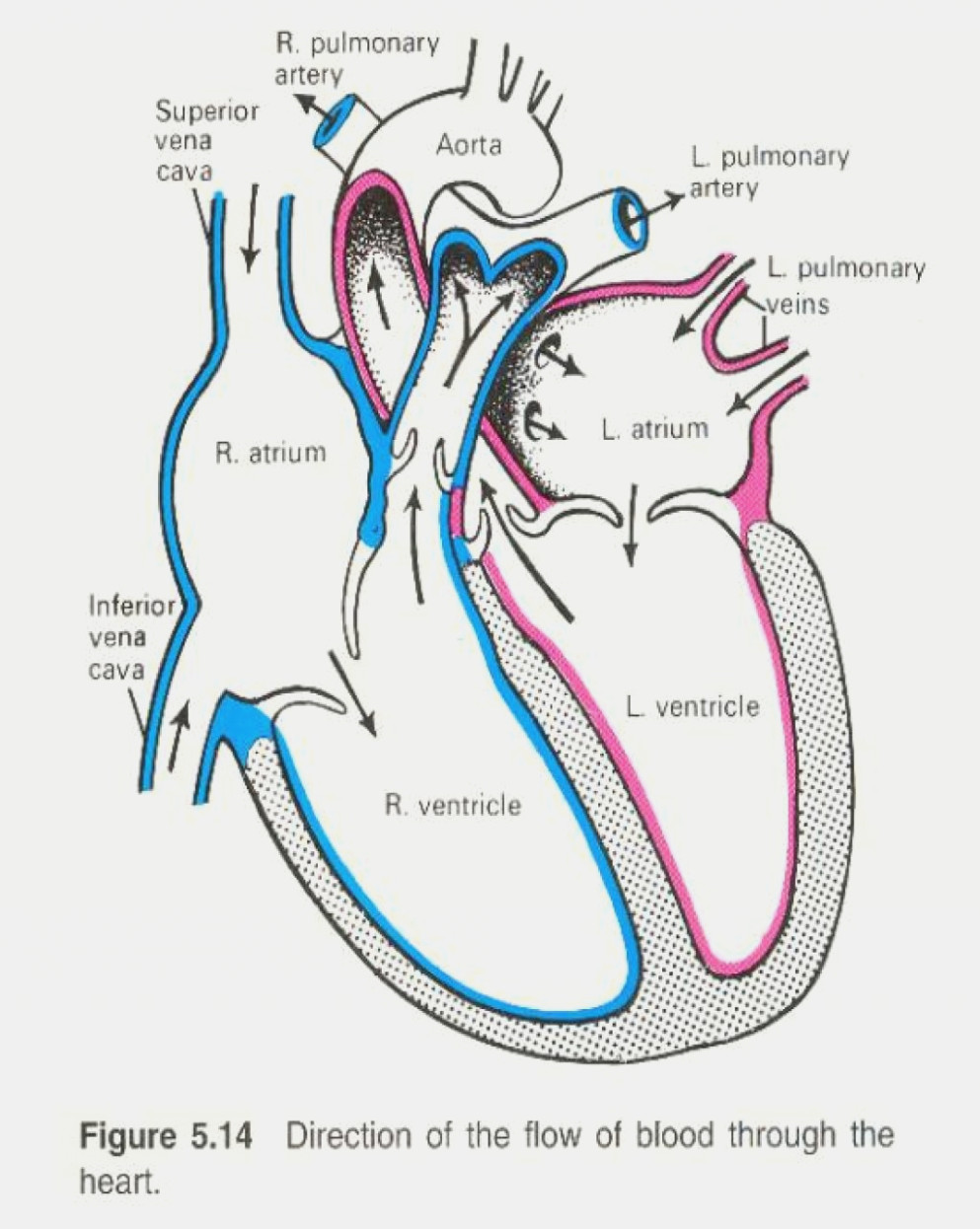 993x1246 How Will How To Draw Heart Diagram Be In Diagram Information - Heart Simple Drawing