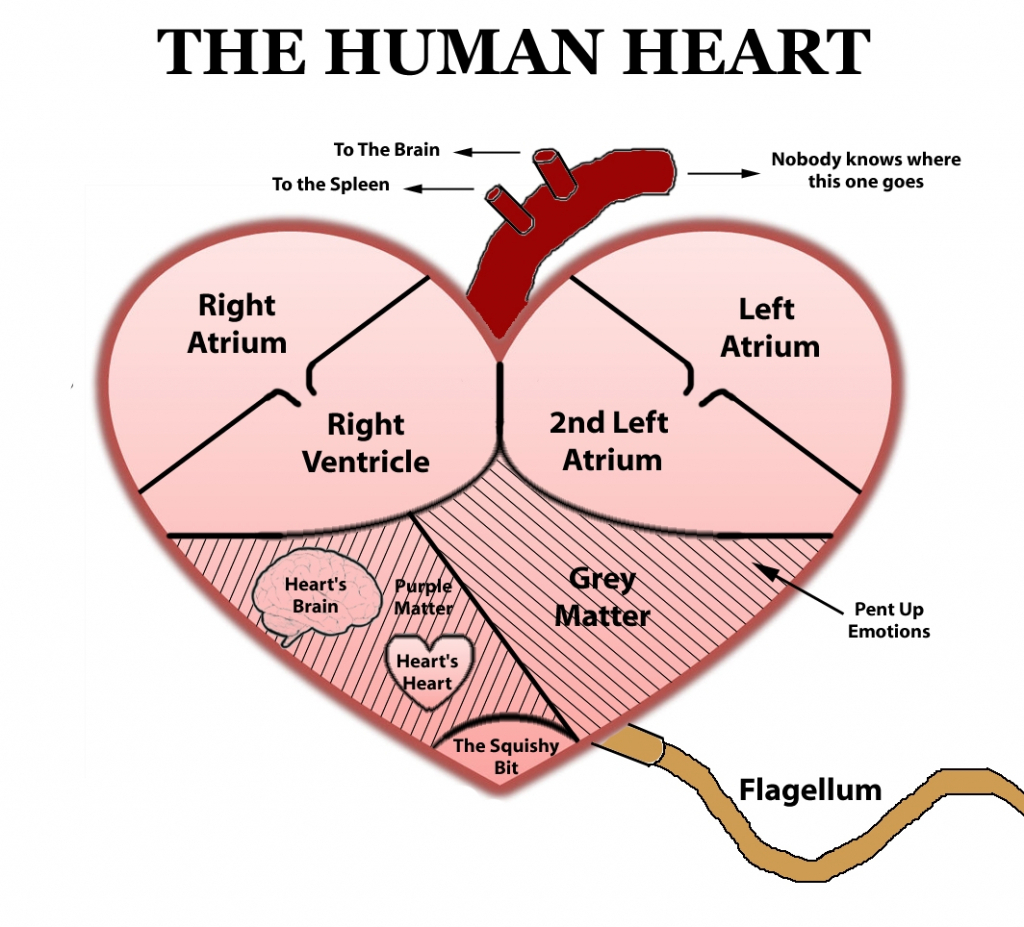 1024x927 Huge Collection Of 'human Heart Simple Drawing' Download More - Heart Simple Drawing