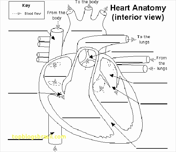 585x507 simple diagram of human heart with labels awesome human heart - Heart Simple Drawing