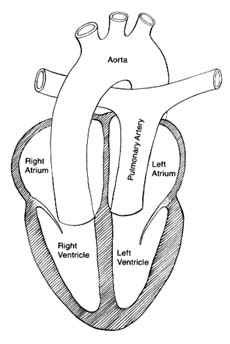 230x344 Simple Human Heart Diagram Drawing World Of Diagrams - Heart Simple Drawing