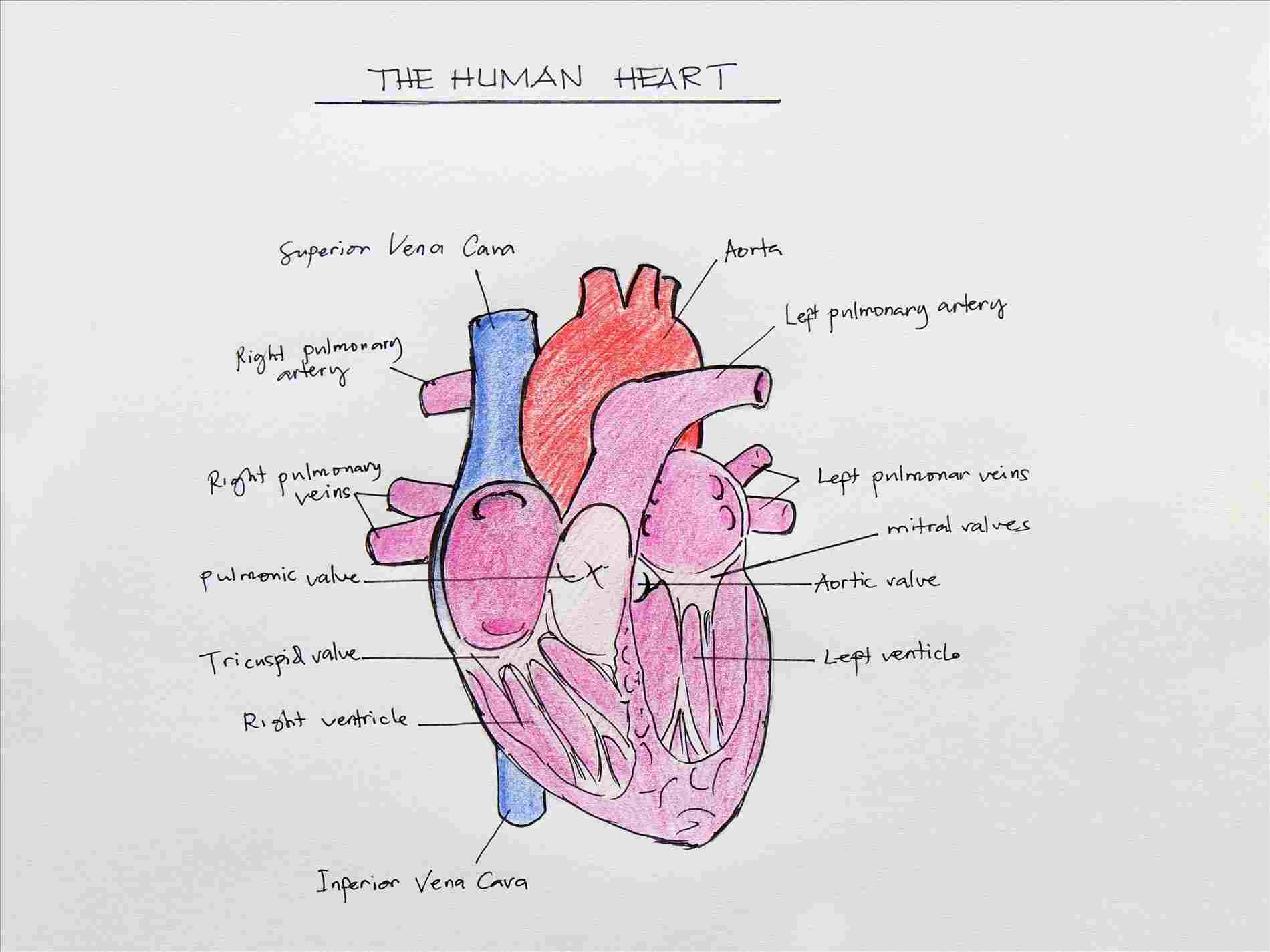 1900x1425 And Drawingsrhcom Simple At Getdrawingscom Free - Heart Simple Drawing