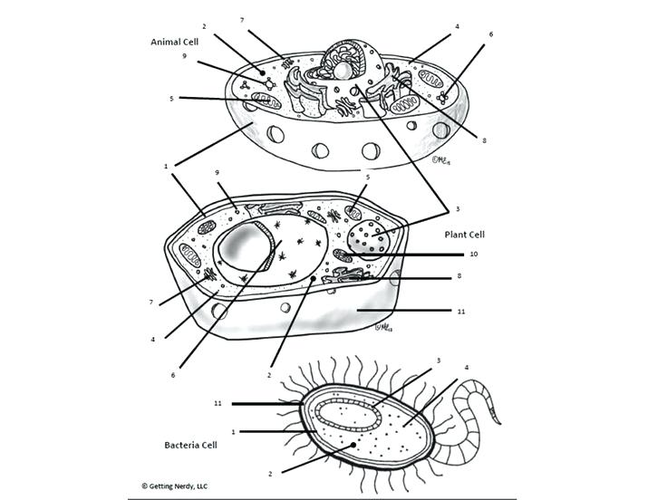 736x552 Best Cell Diagram Images On Search Searching And Plant Animal - Heart Simple Drawing