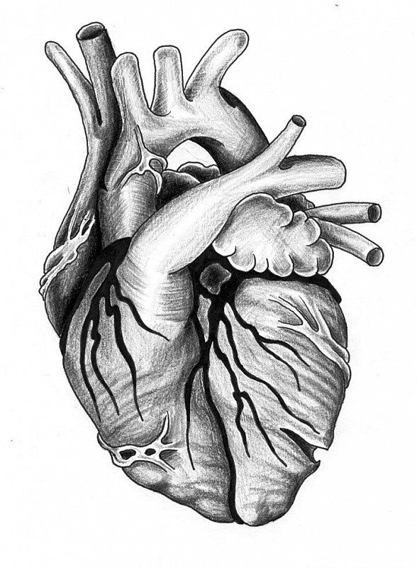 588x800 Heart Tattoo Sketch Tatto Pieces - Heart Tattoo Drawing