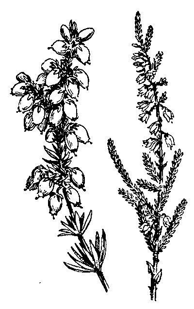 400x636 tattoo ideas heather flower, lavender - Heather Drawing