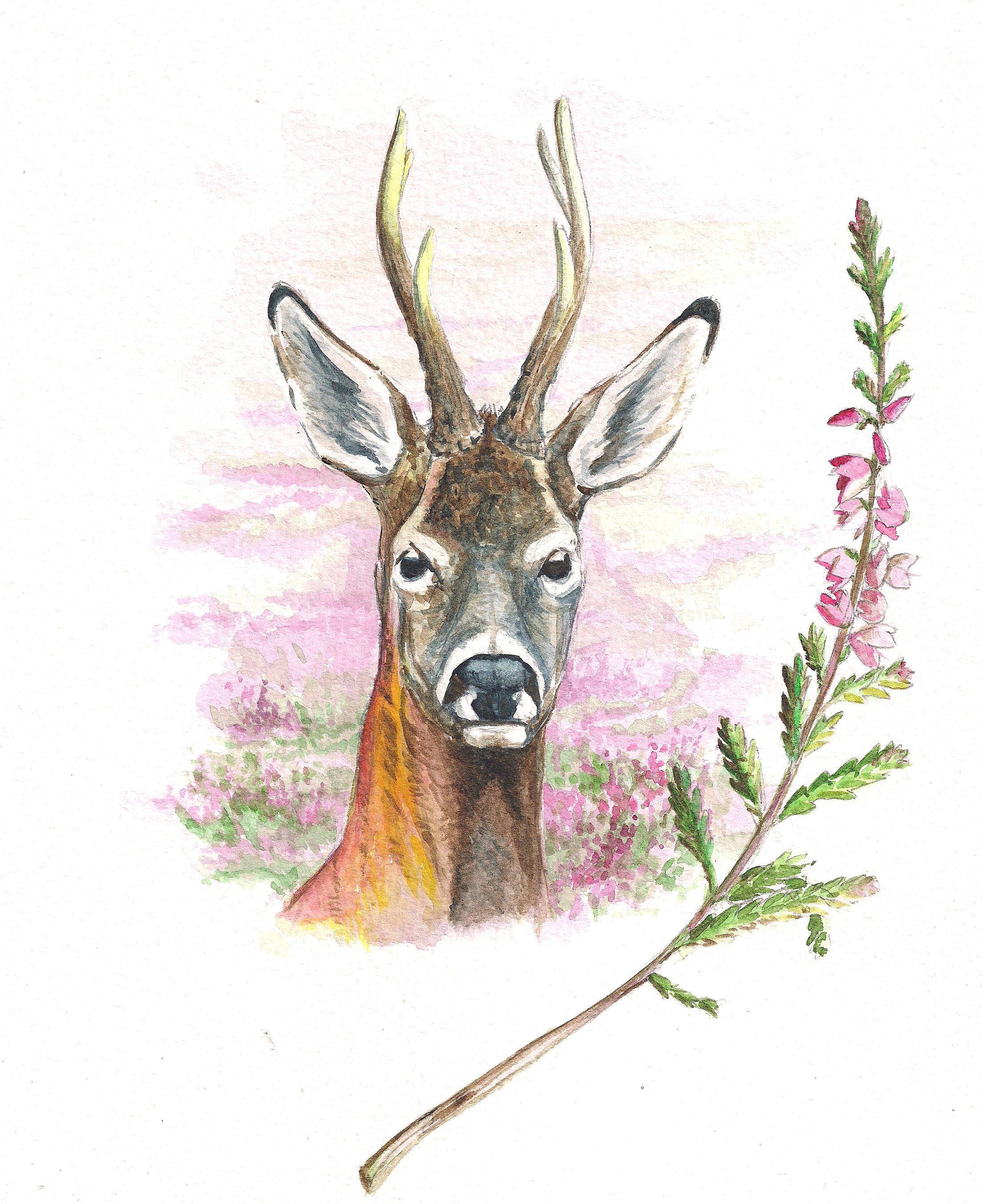 2208x2704 scottish country sports tourism group heather trust prize draw - Heather Drawing