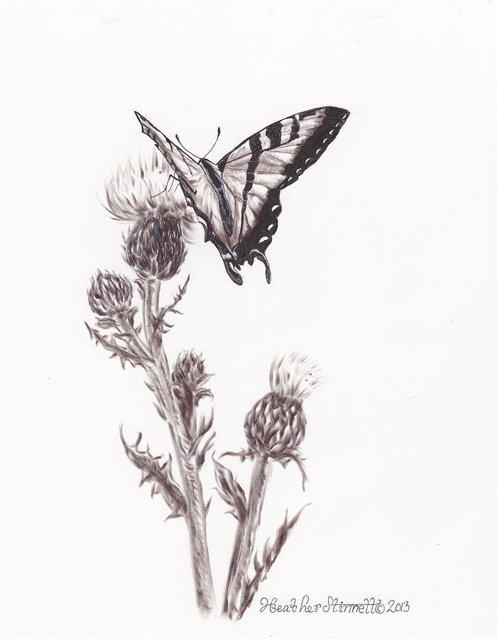 700x900 Swallowtail Butterfly Drawing - Heather Drawing