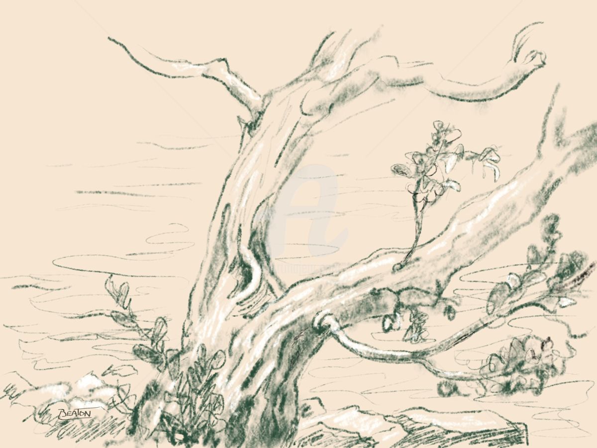 1200x900 tree near water, heather beaton drawing - Heather Drawing