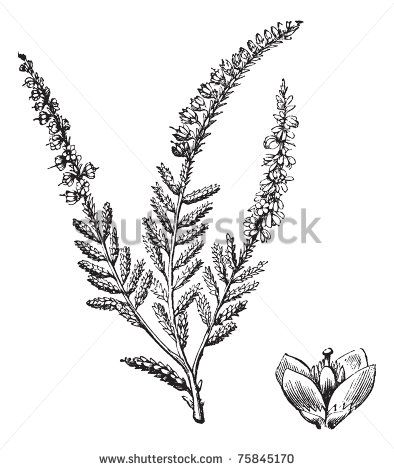 394x470 heather flower tattoo idea one day vintage flower tattoo - Heather Flower Drawing