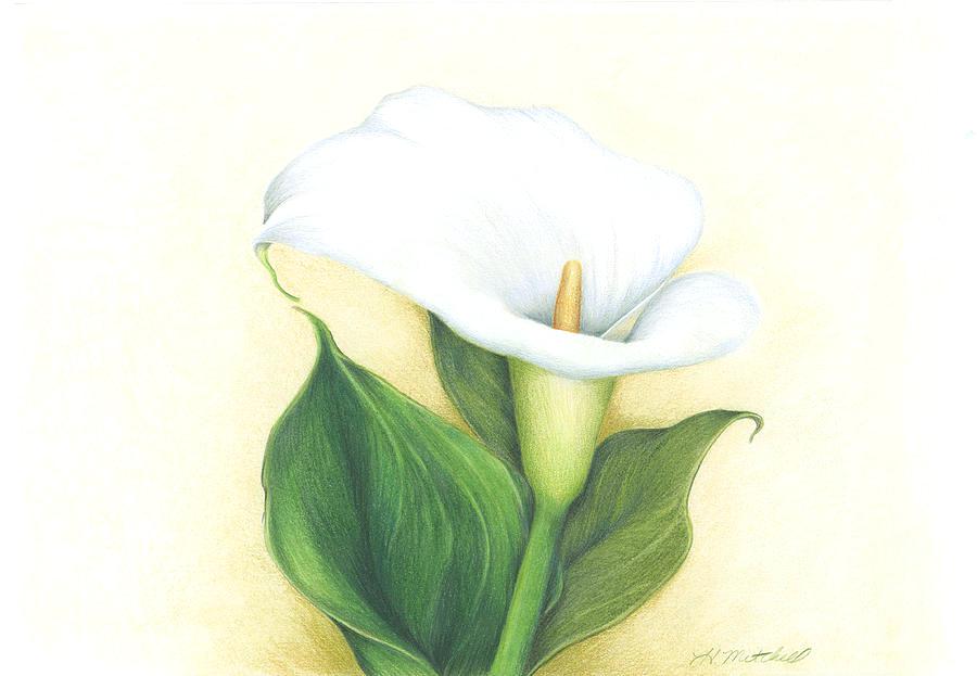 Heather Flower Drawing At PaintingValley.com | Explore Collection Of ...