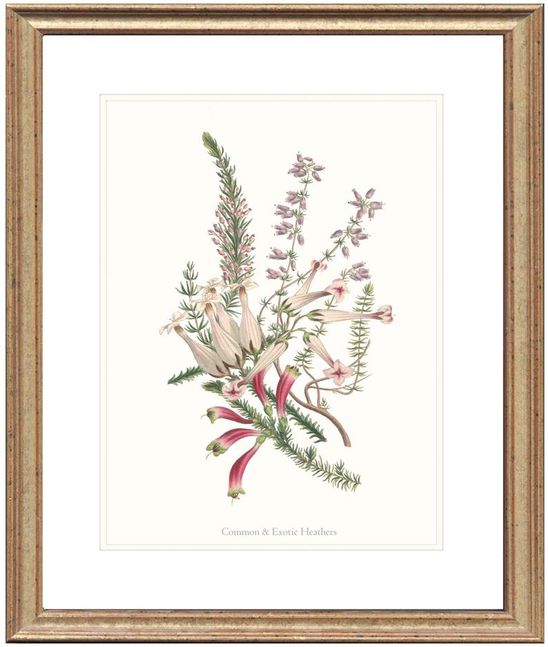 Heather Flower Drawing At PaintingValley.com | Explore Collection Of ...