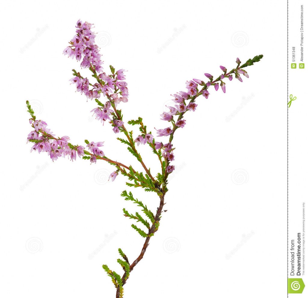 Heather Flower Drawing at Explore collection of
