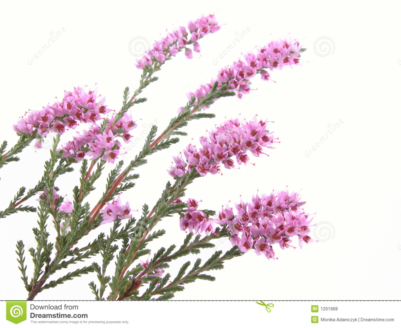 1300x1065 the heather plant clipart - Heather Flower Drawing
