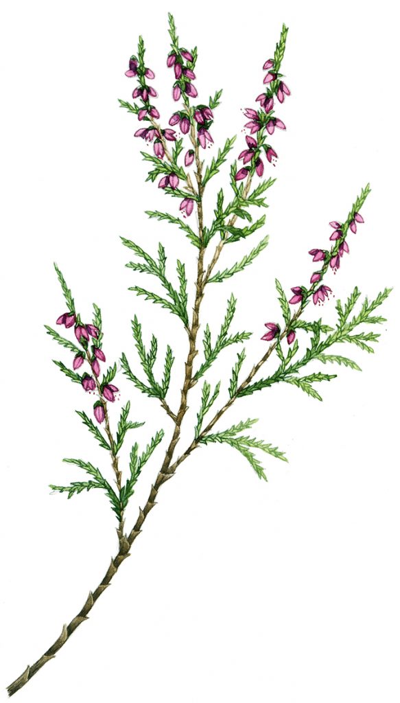 Heather Flower Drawing at Explore collection of
