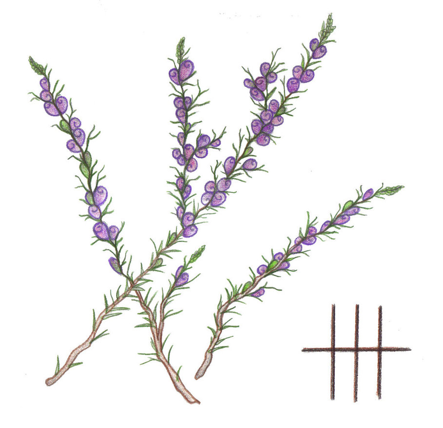 Heather Flower Drawing at Explore collection of