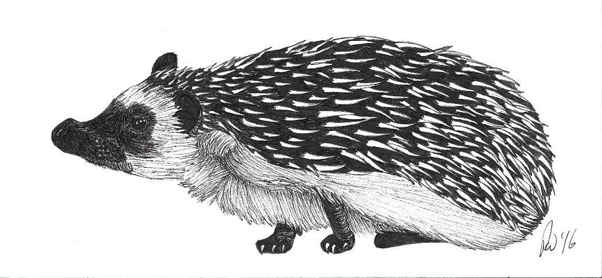 868x401 Hedge Drawing - Hedge Drawing