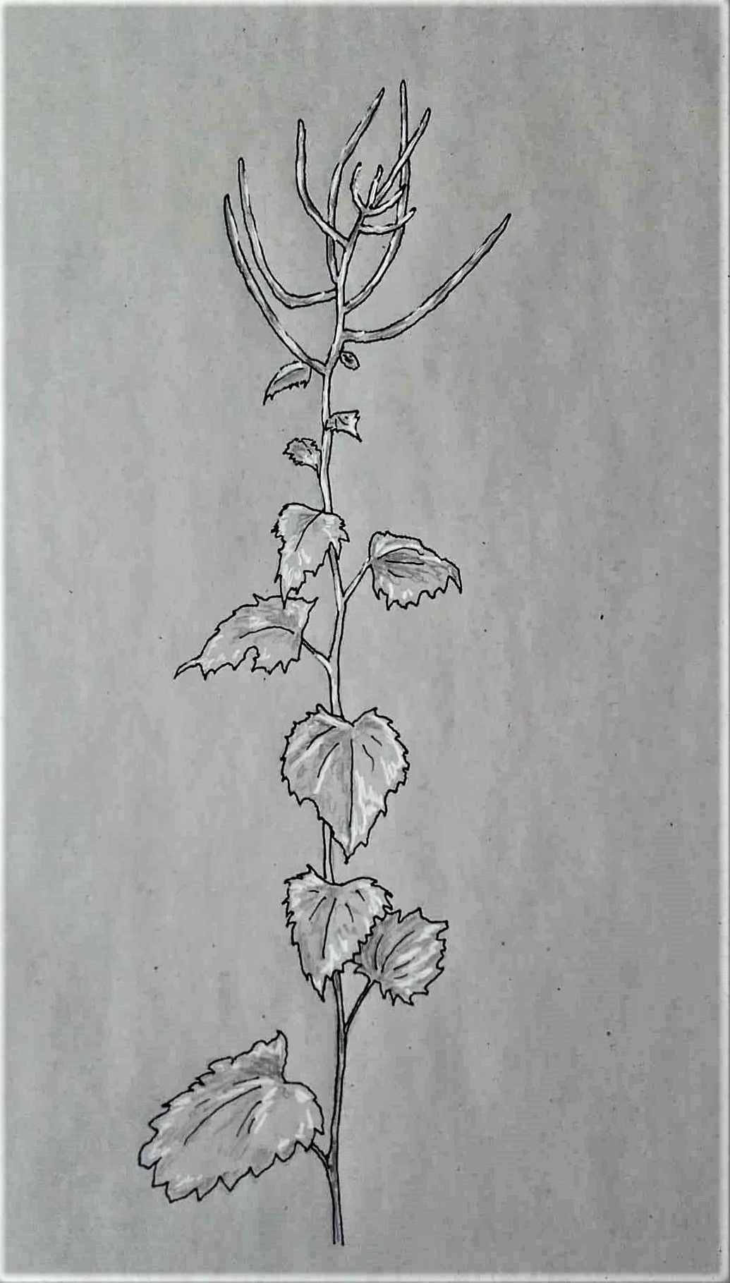 1035x1819 hedge garlic edible weed drawings - Hedge Drawing