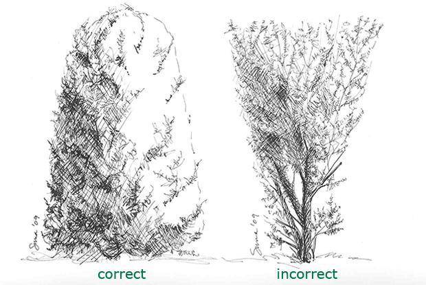 620x415 Pruning Hedges Space For Life - Hedge Drawing