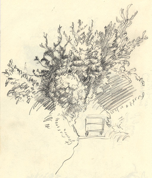 512x601 Drawing - Hedge Drawing