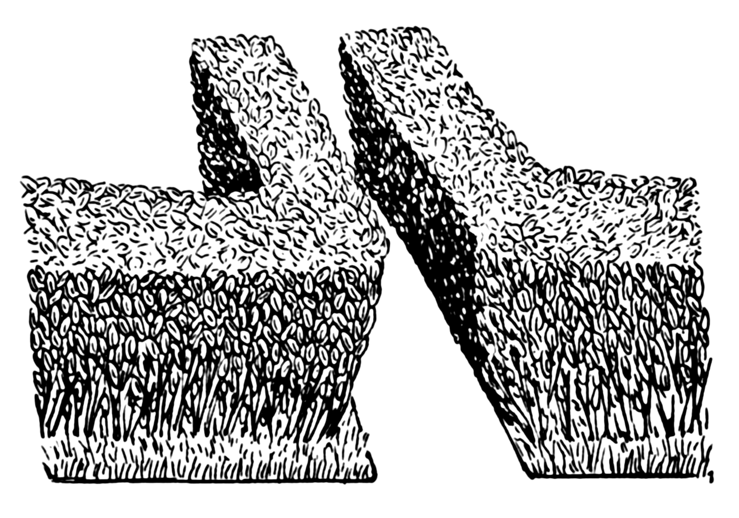 Hedge Drawing at Explore collection of Hedge Drawing