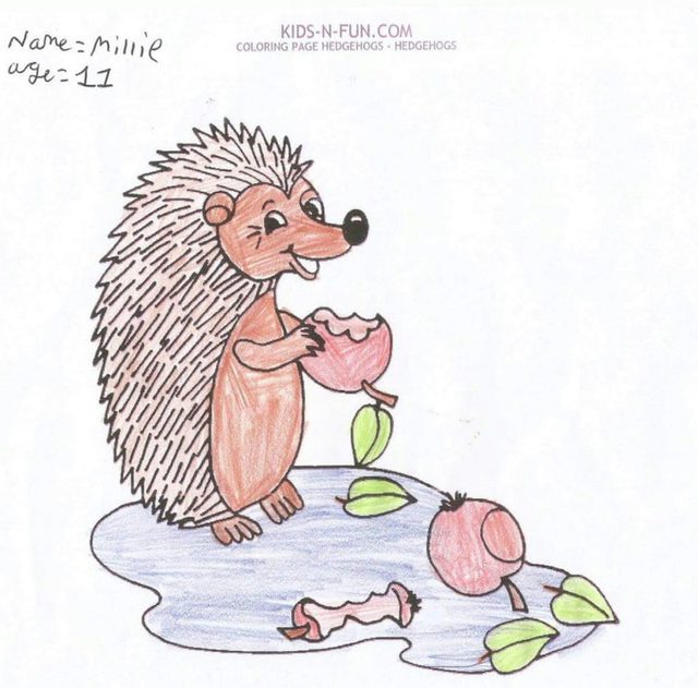 640x631 Hoglets' Corner - Hedgehog Cartoon Drawing