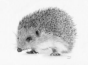 300x221 Hedgehog Limited Edition Art Drawing Prints Sizes Card - Hedgehog Drawing