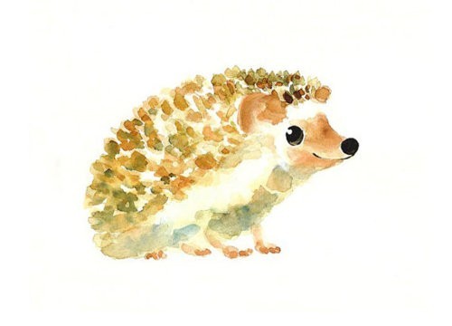 500x360 Hedgehog Drawing Uploaded - Hedgehog Drawing