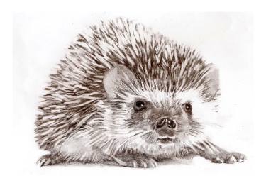375x265 Hedgehog Drawing - Hedgehog Drawing