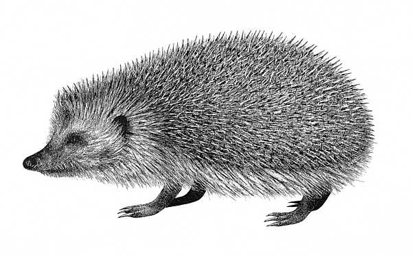 600x375 Hedgehog Drawing - Hedgehog Drawing