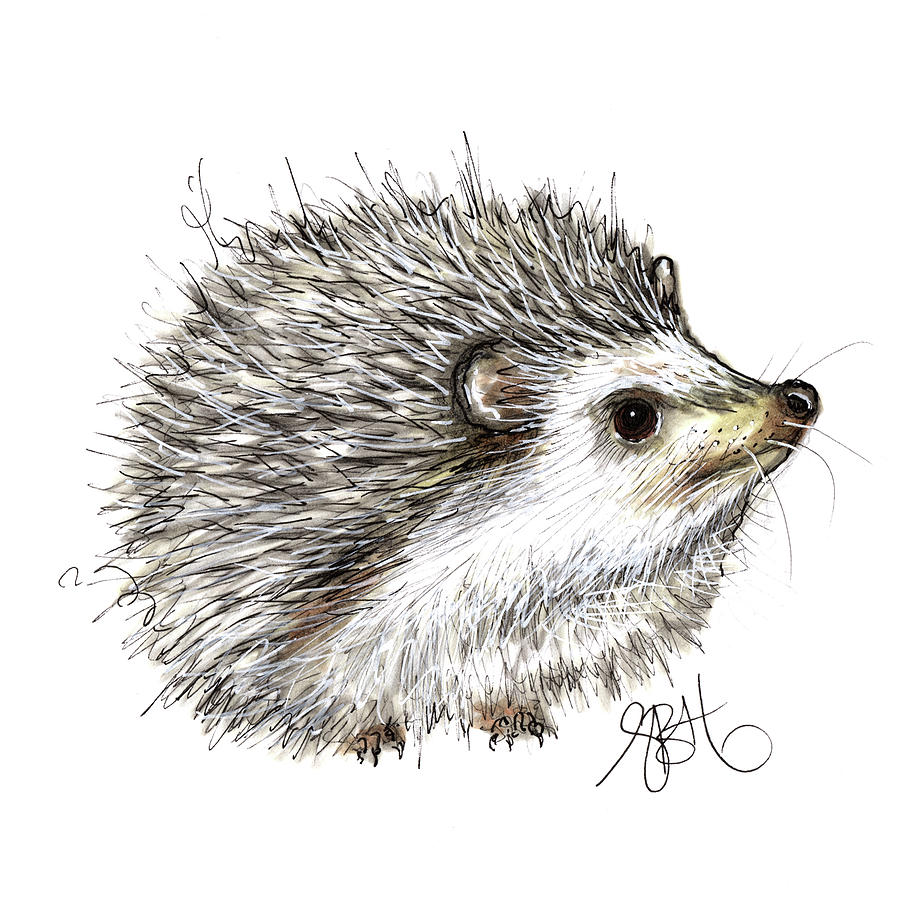 900x900 Hedgehog Drawing - Hedgehog Drawing
